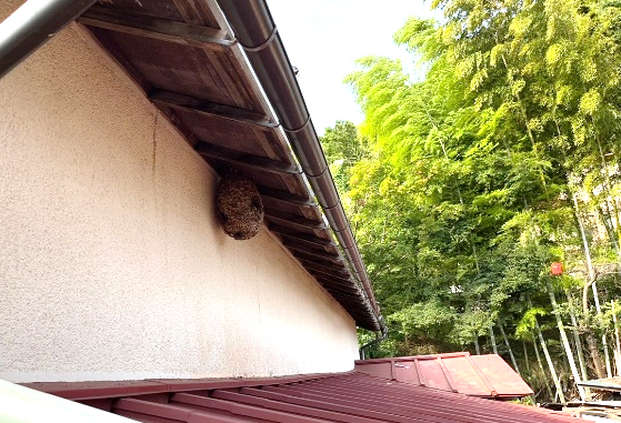 ハチ（スズメバチ・アシナガバチ等）対策